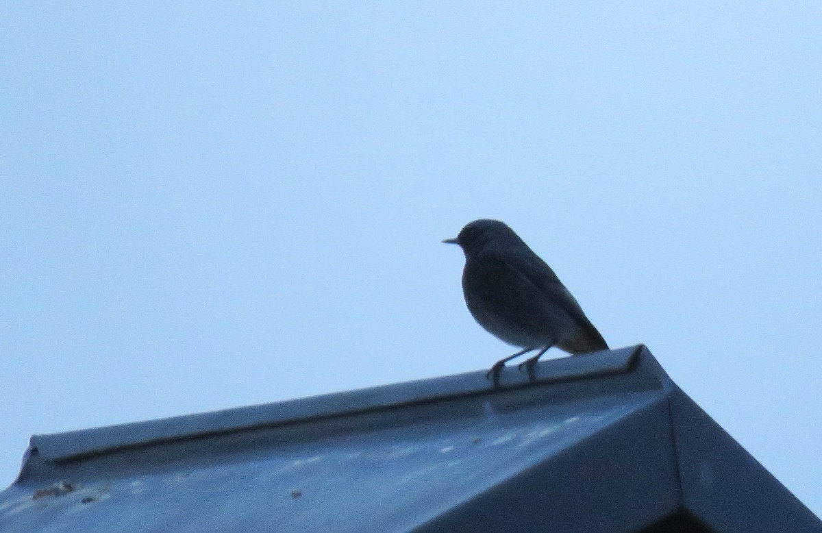 Black Redstart - Zlatan Celebic