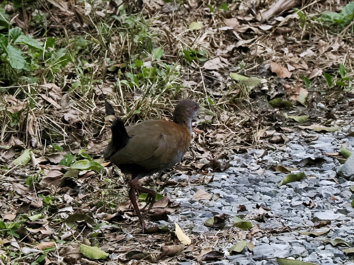 Slaty-breasted Wood-Rail - ML616828543