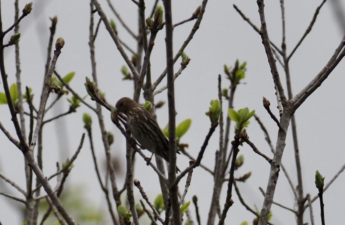 Pine Siskin - Robert Sattelmeyer