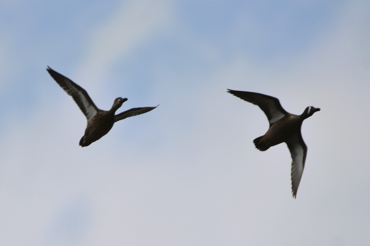 Blue-winged Teal - Mark Greene