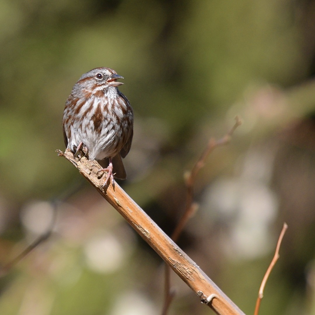 Song Sparrow - ML616828651