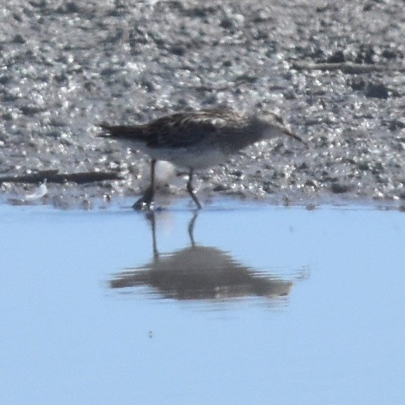 Pectoral Sandpiper - Jenny Vogt