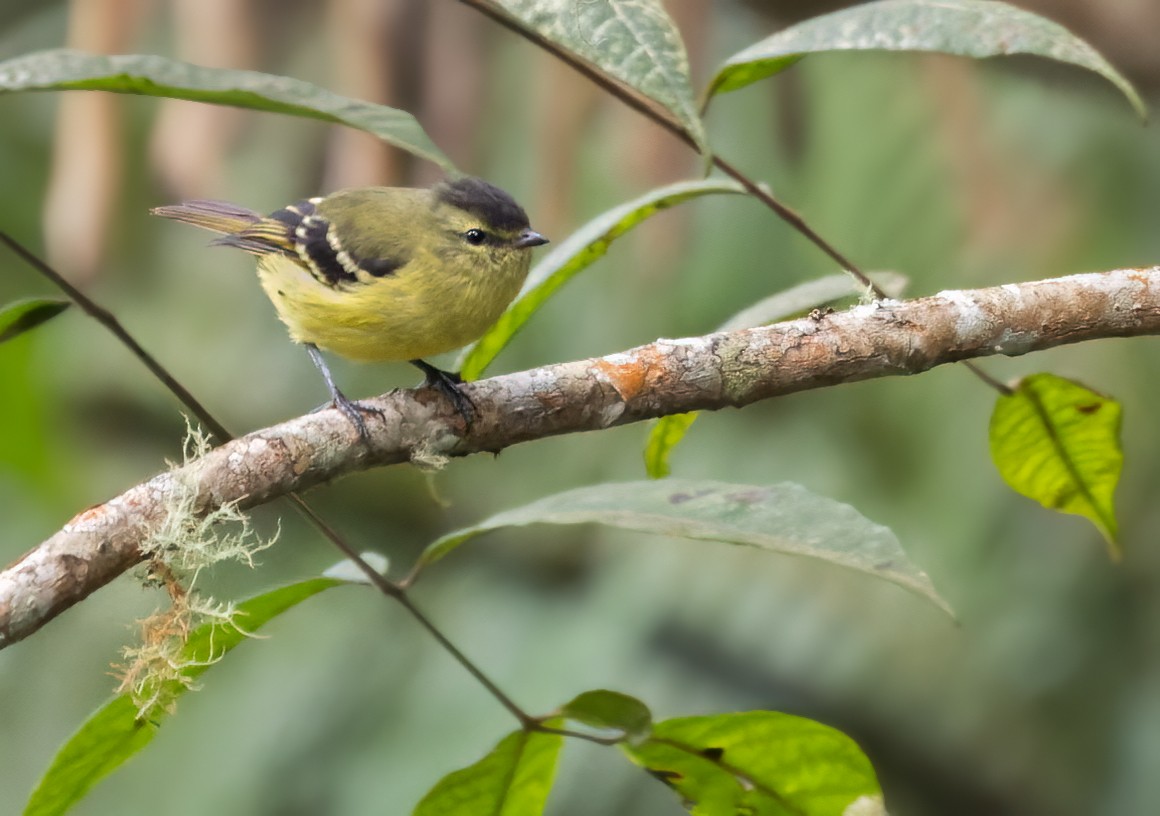 Black-capped Tyrannulet - ML616828730