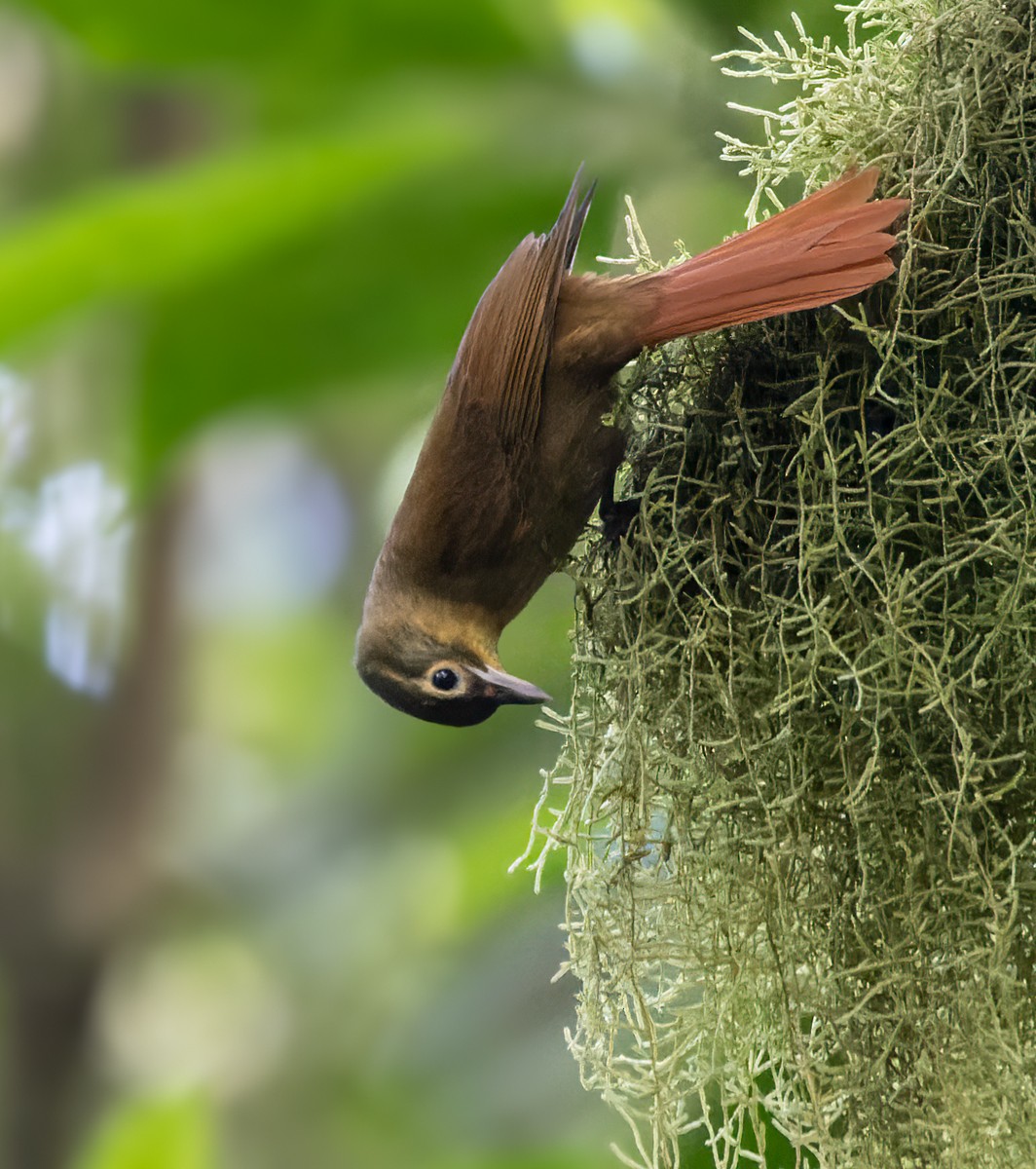 Montane Foliage-gleaner - Lars Petersson | My World of Bird Photography