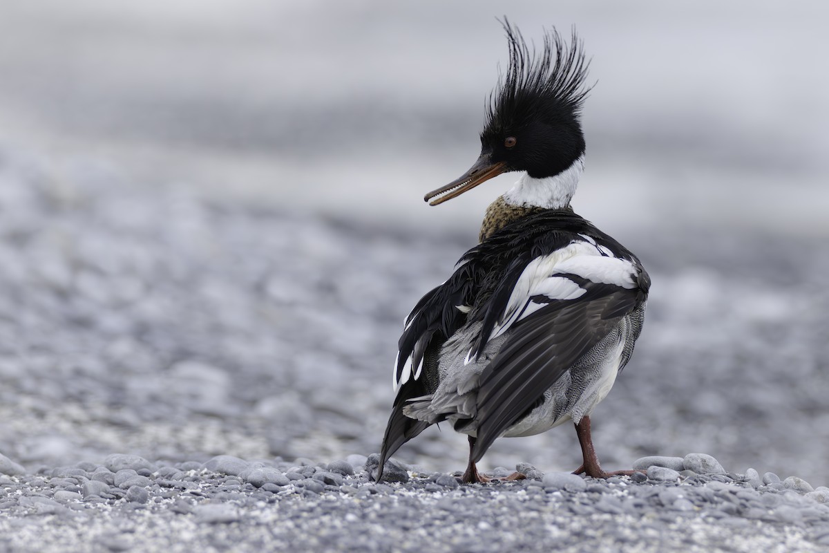 Red-breasted Merganser - Paul Jones