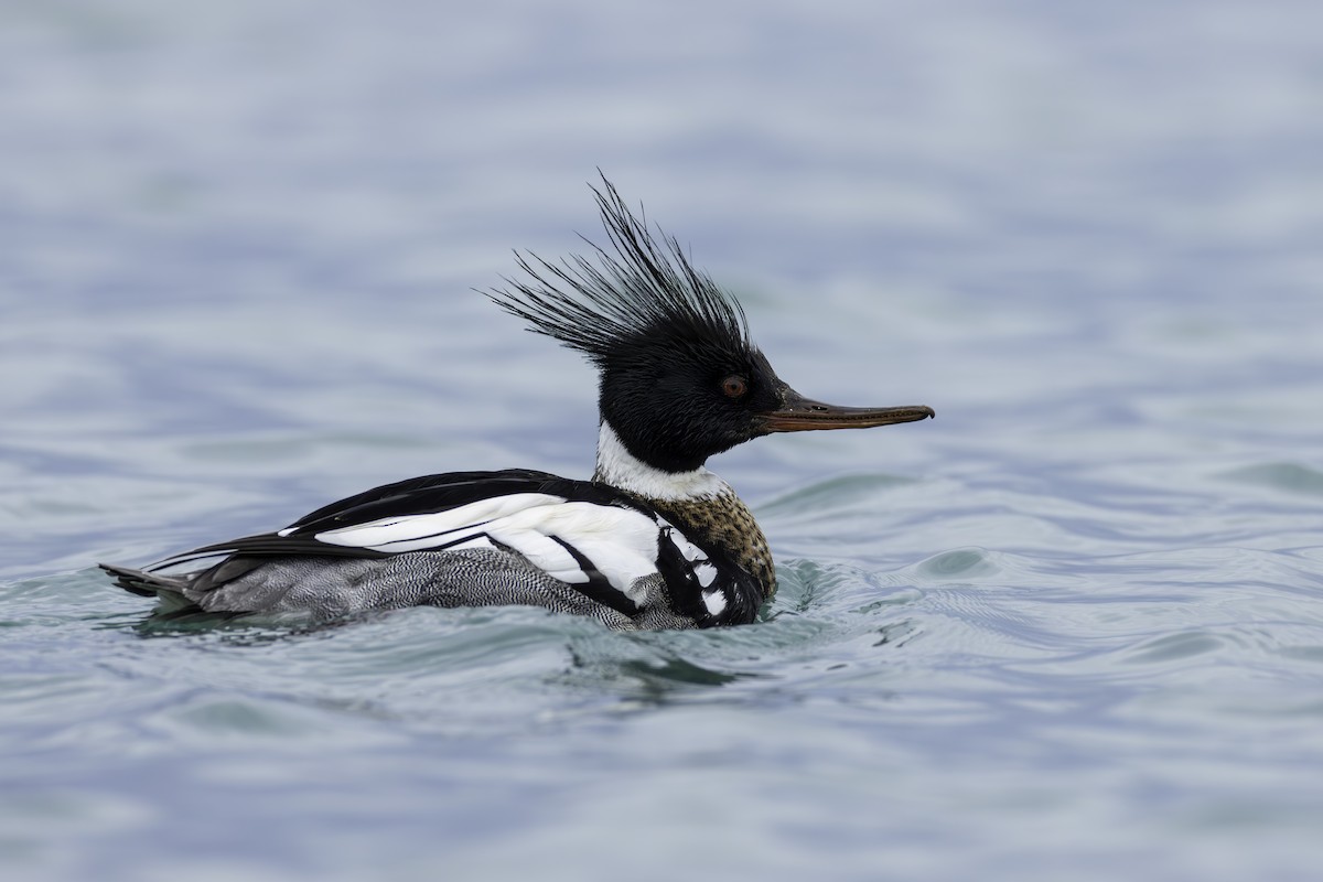 Red-breasted Merganser - Paul Jones