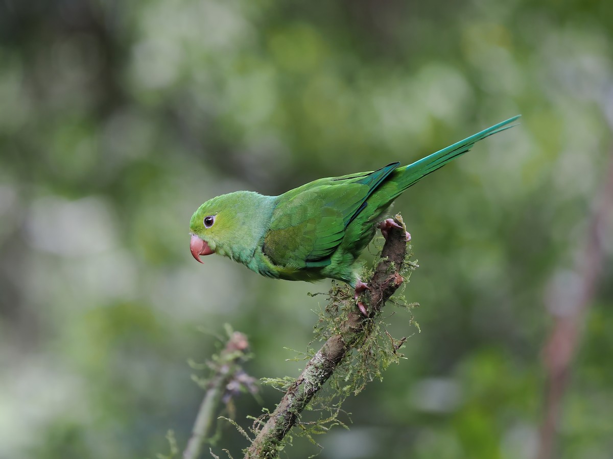 Plain Parakeet - ML616828850