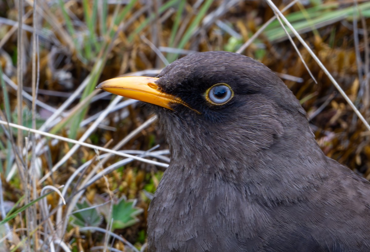 Sooty Thrush - ML616828876