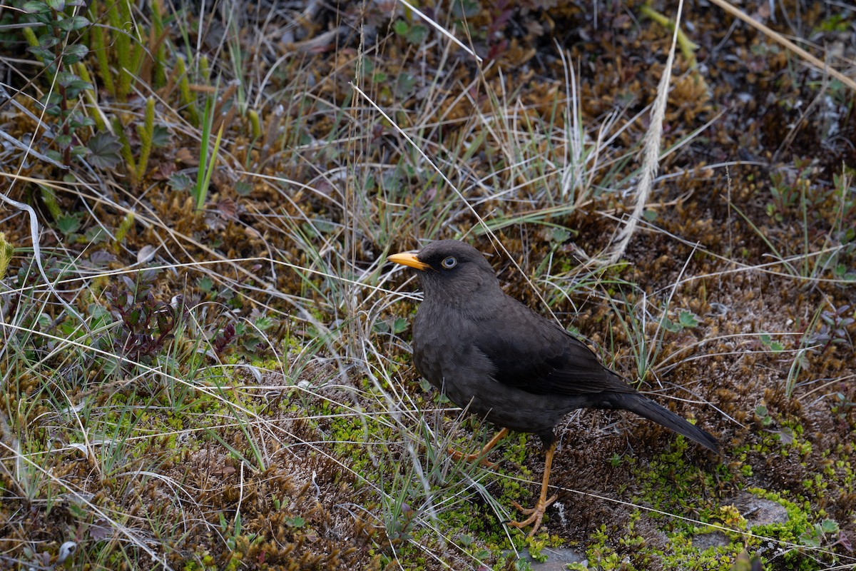 Sooty Thrush - ML616828877