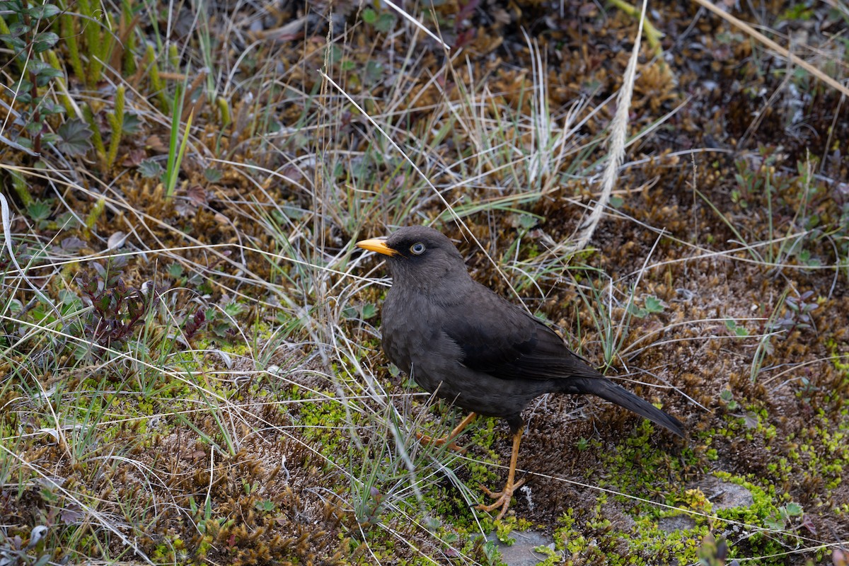 Sooty Thrush - ML616828878