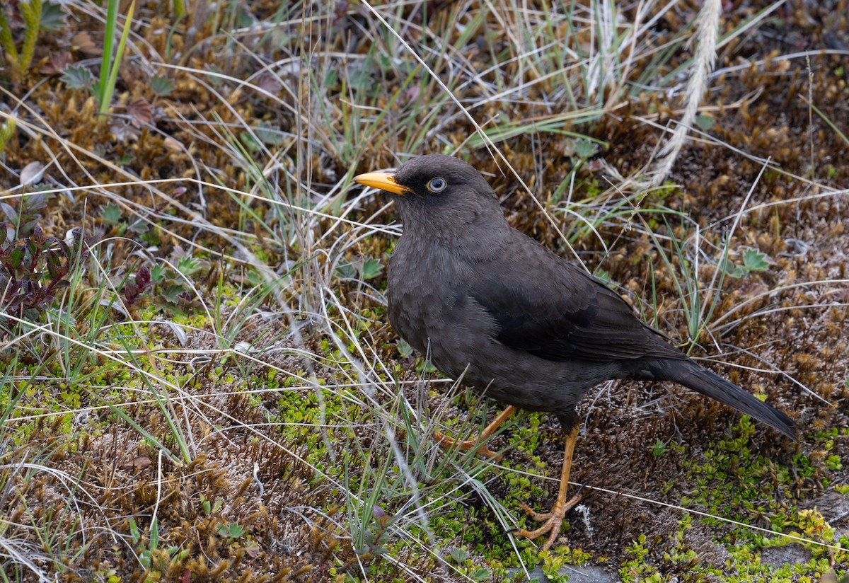 Sooty Thrush - ML616828879