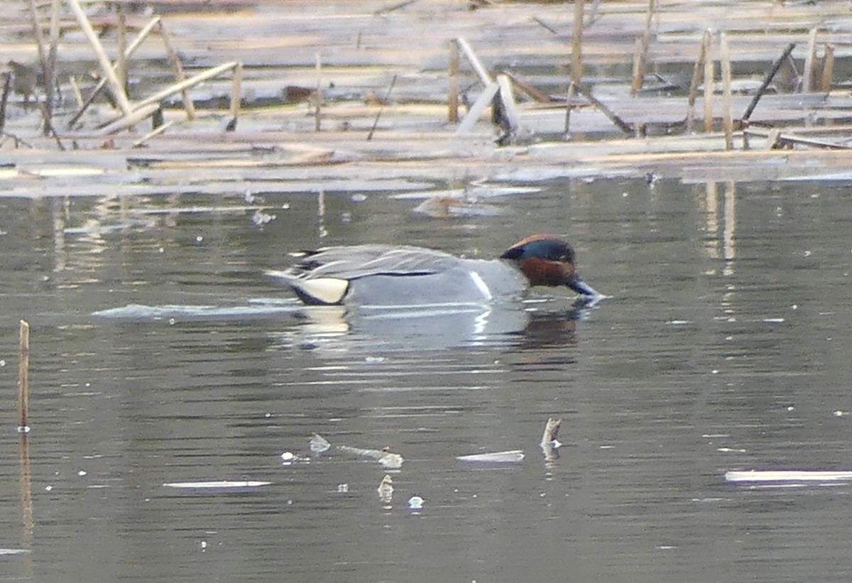 Green-winged Teal - Renee Boschert