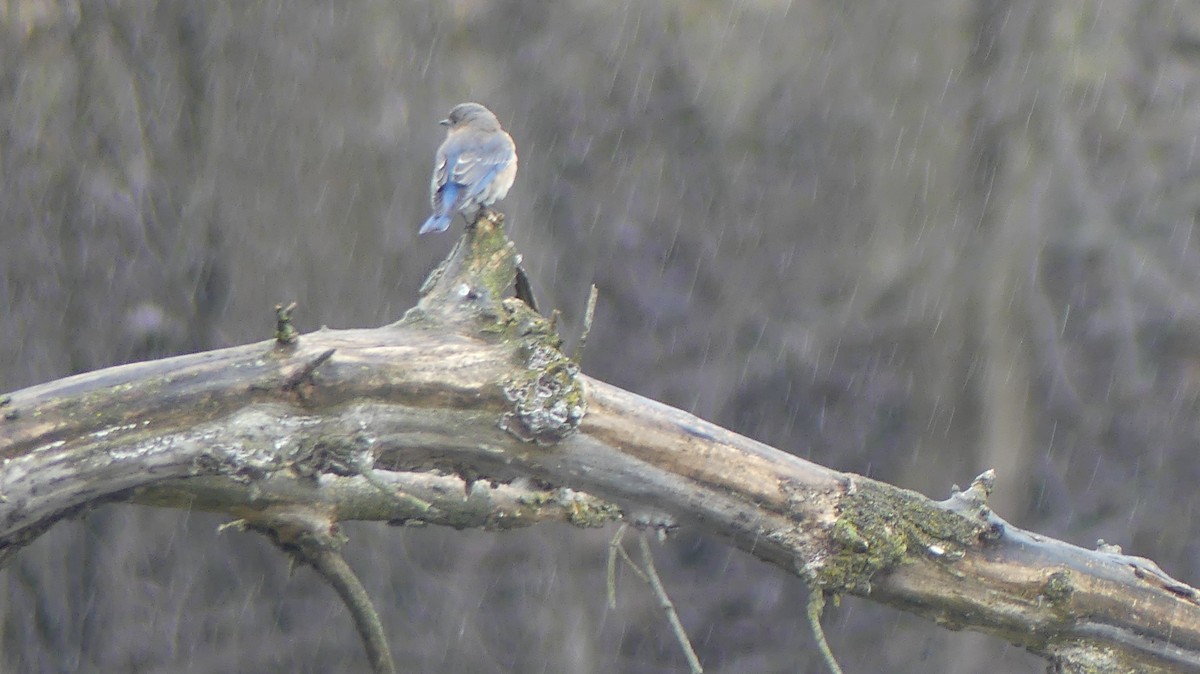 Eastern Bluebird - Renee Boschert