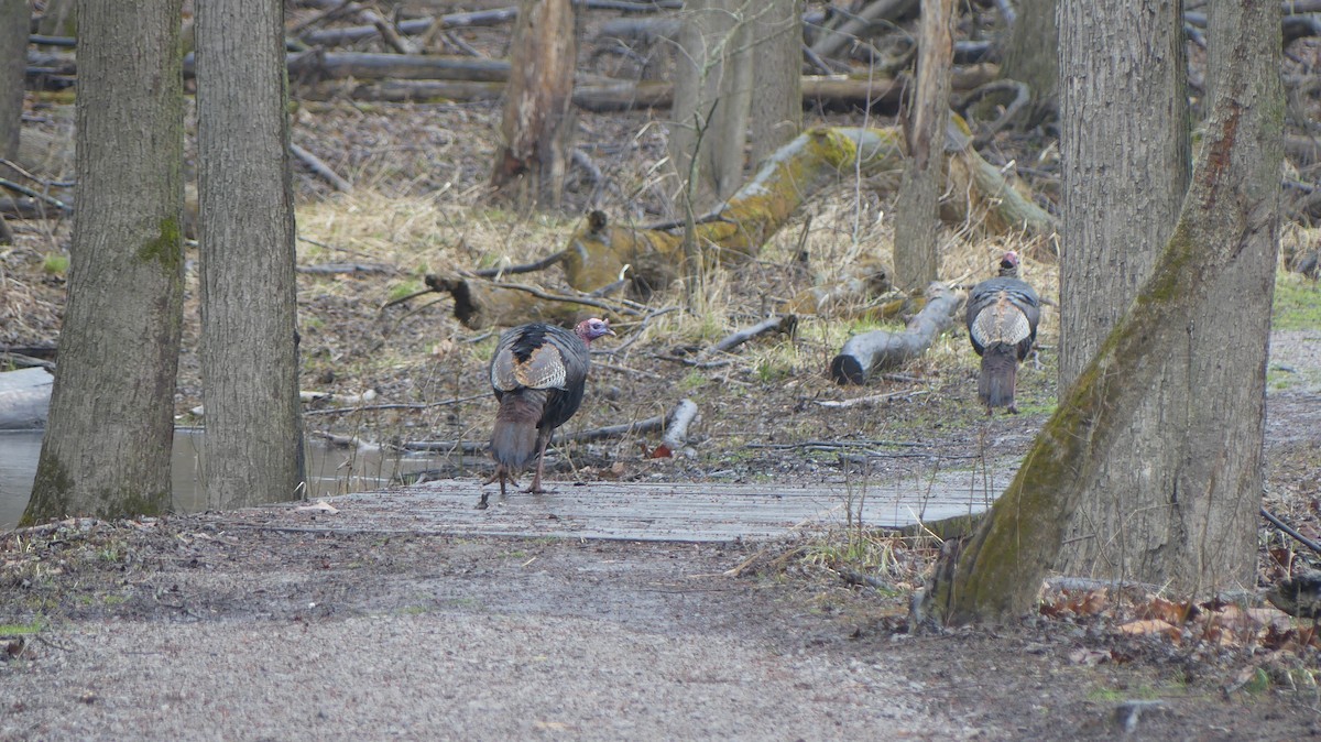 Wild Turkey - Renee Boschert