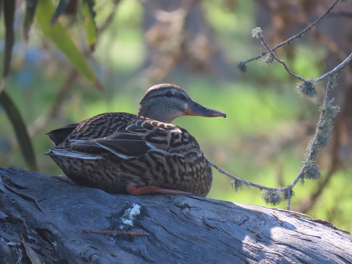 Stockente - ML616828929