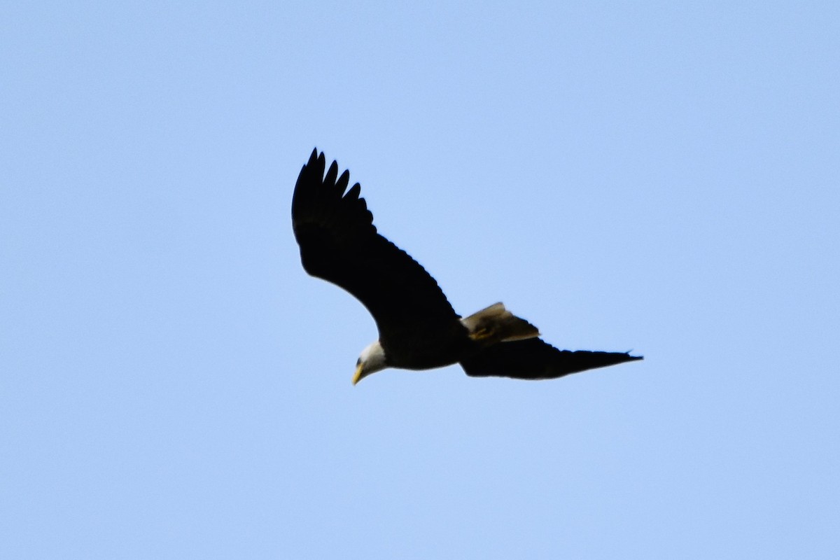 Bald Eagle - ML616828952