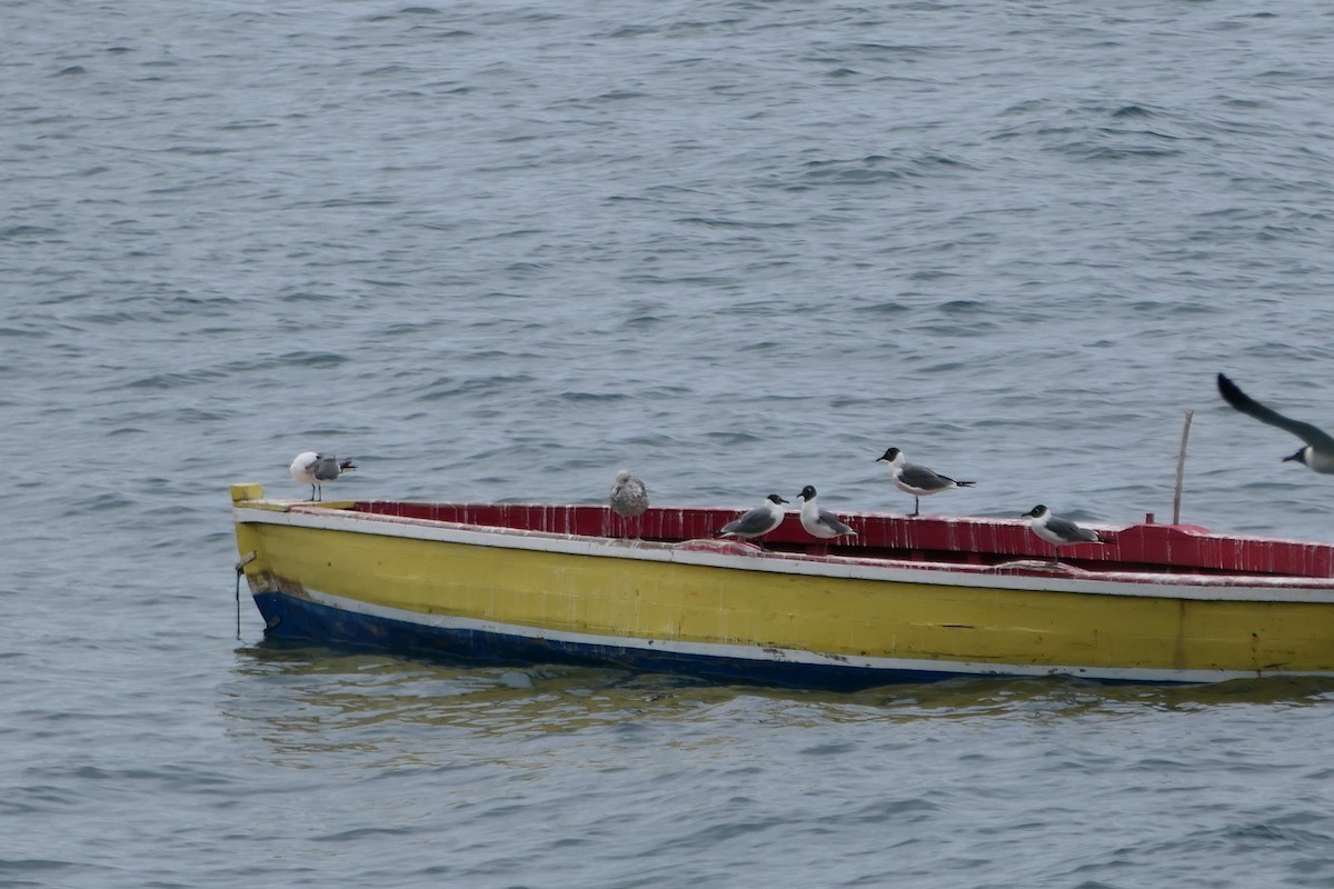 Mouette atricille - ML616828980