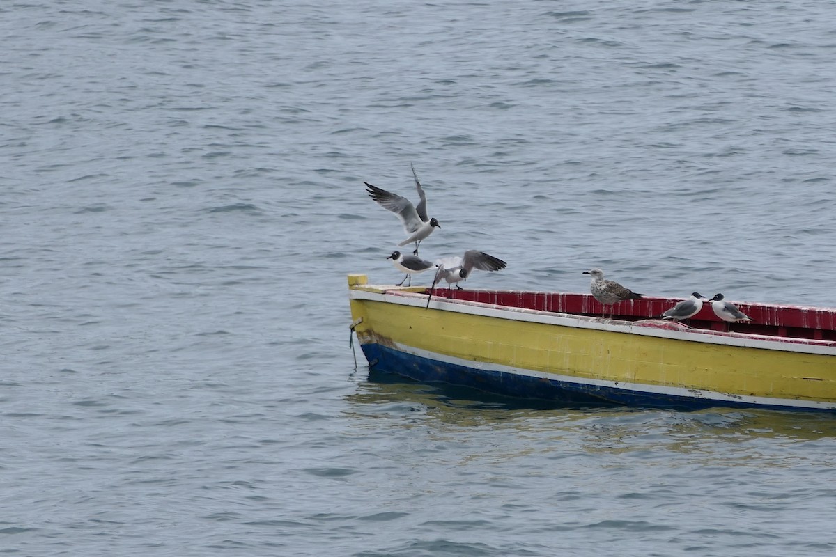 Mouette atricille - ML616828981