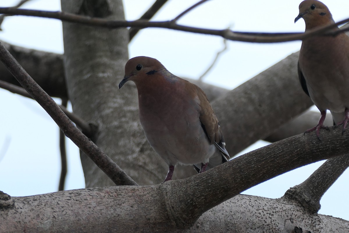 Zenaida Dove - Kenrith Carter