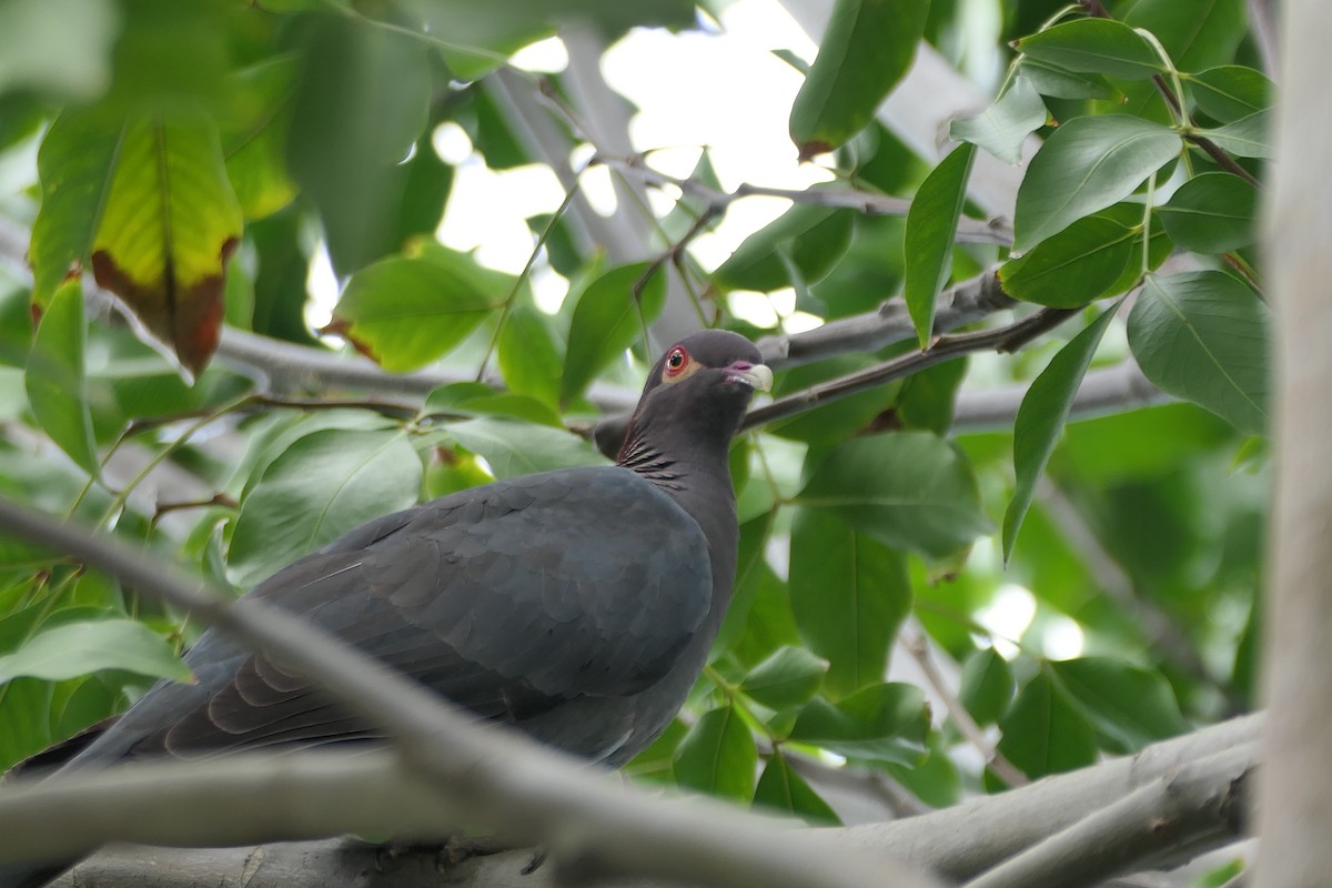 Pigeon à cou rouge - ML616828994