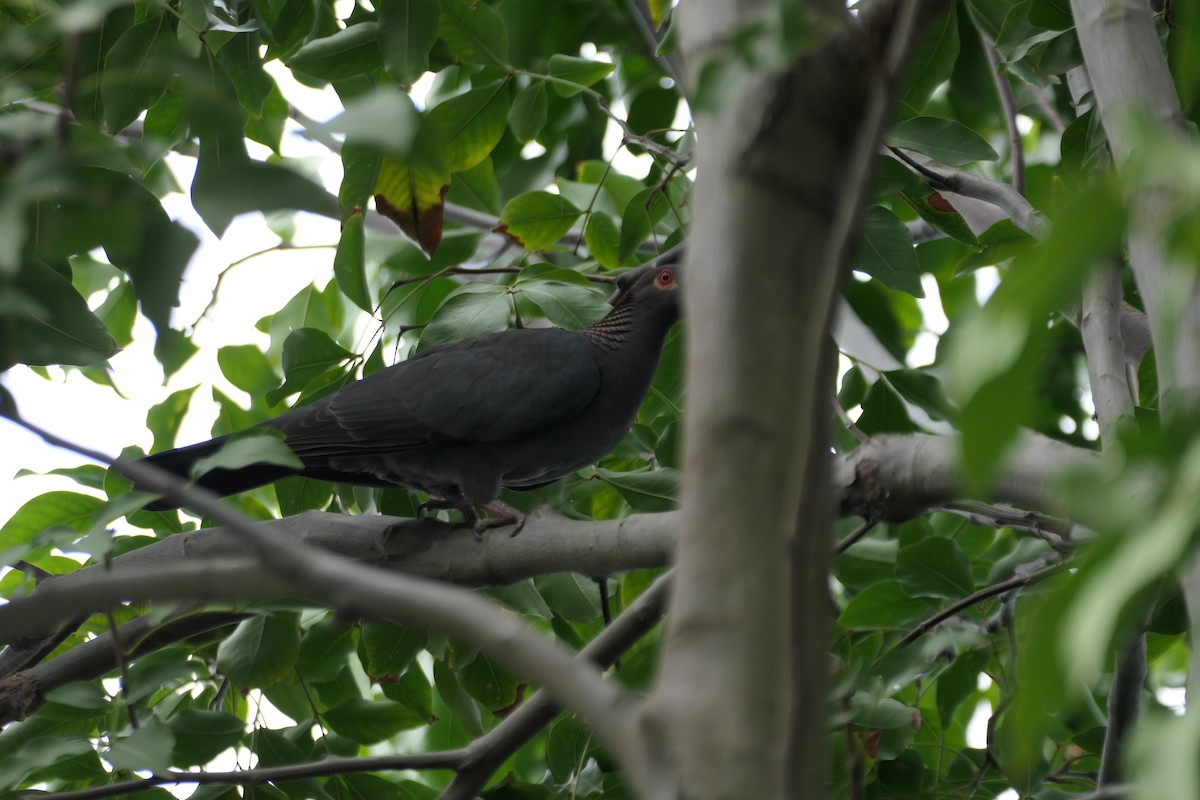 Pigeon à cou rouge - ML616828995