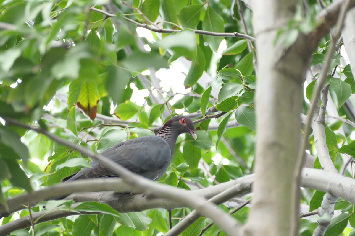 Pigeon à cou rouge - ML616828996