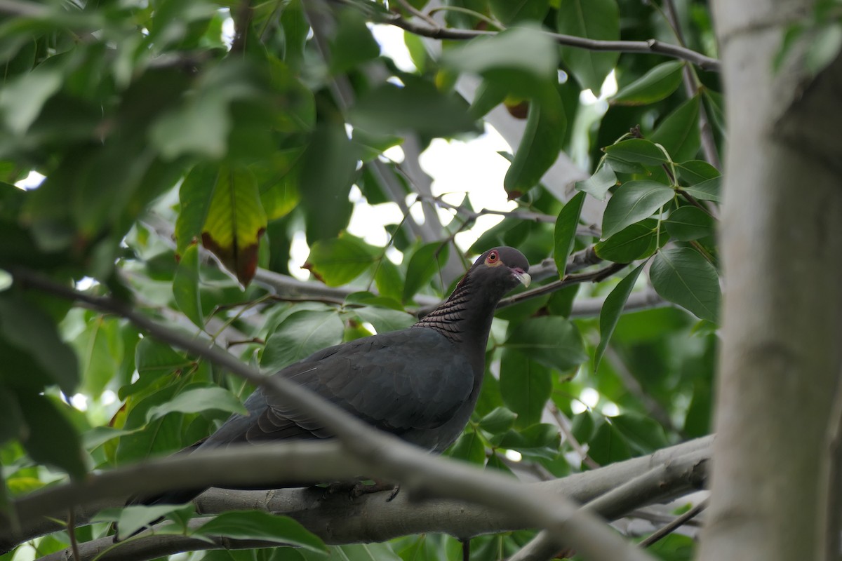 Pigeon à cou rouge - ML616828997