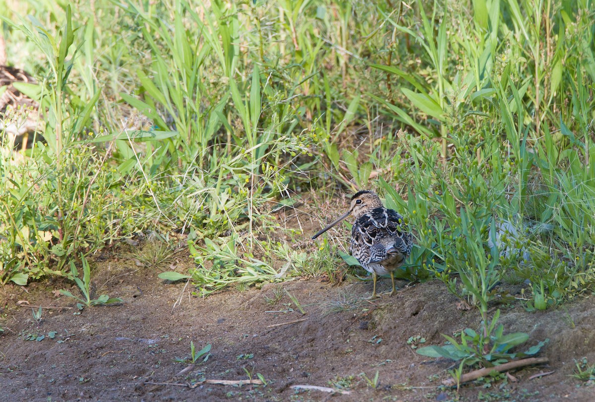 Latham's Snipe - ML616829105