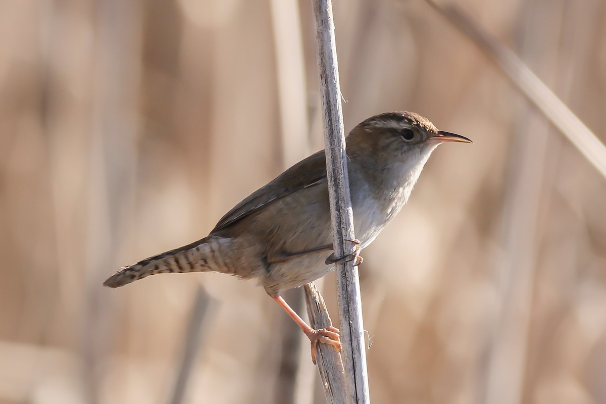 Marsh Wren - ML616829119