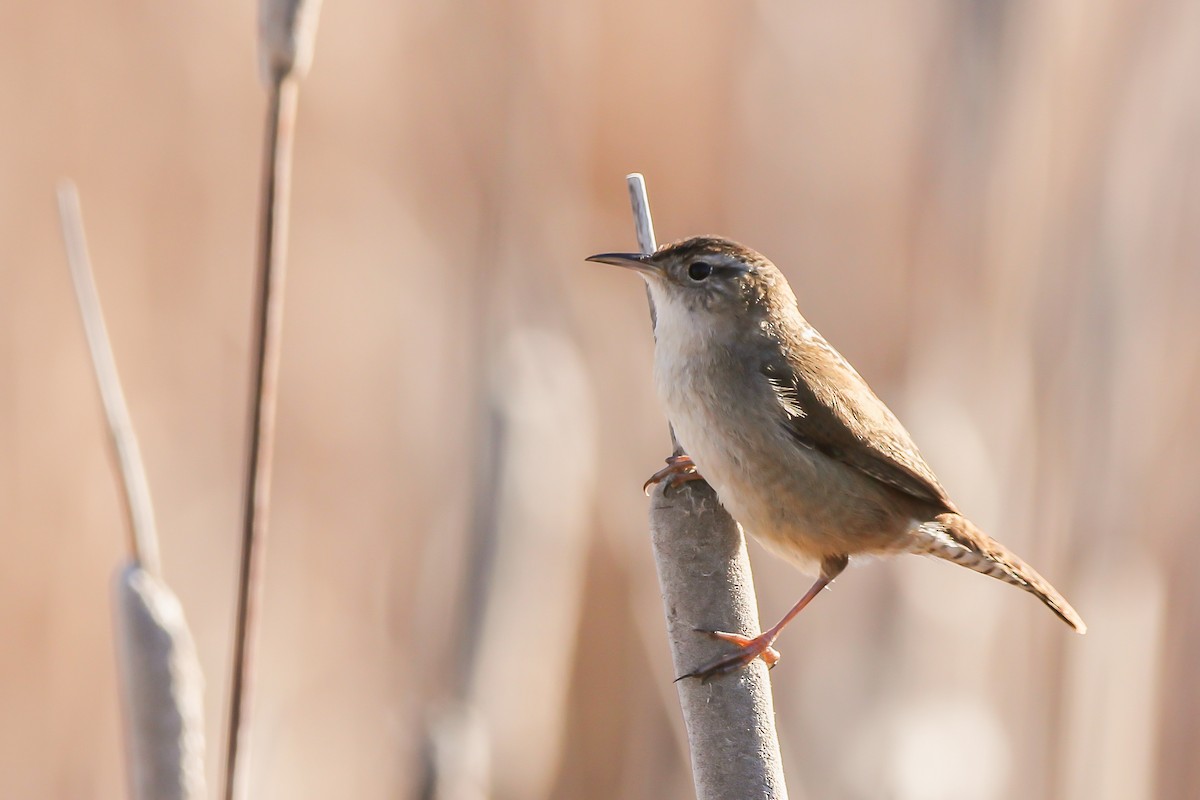 Marsh Wren - ML616829120