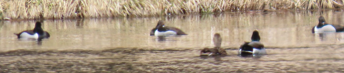 Ring-necked Duck - ML616829134