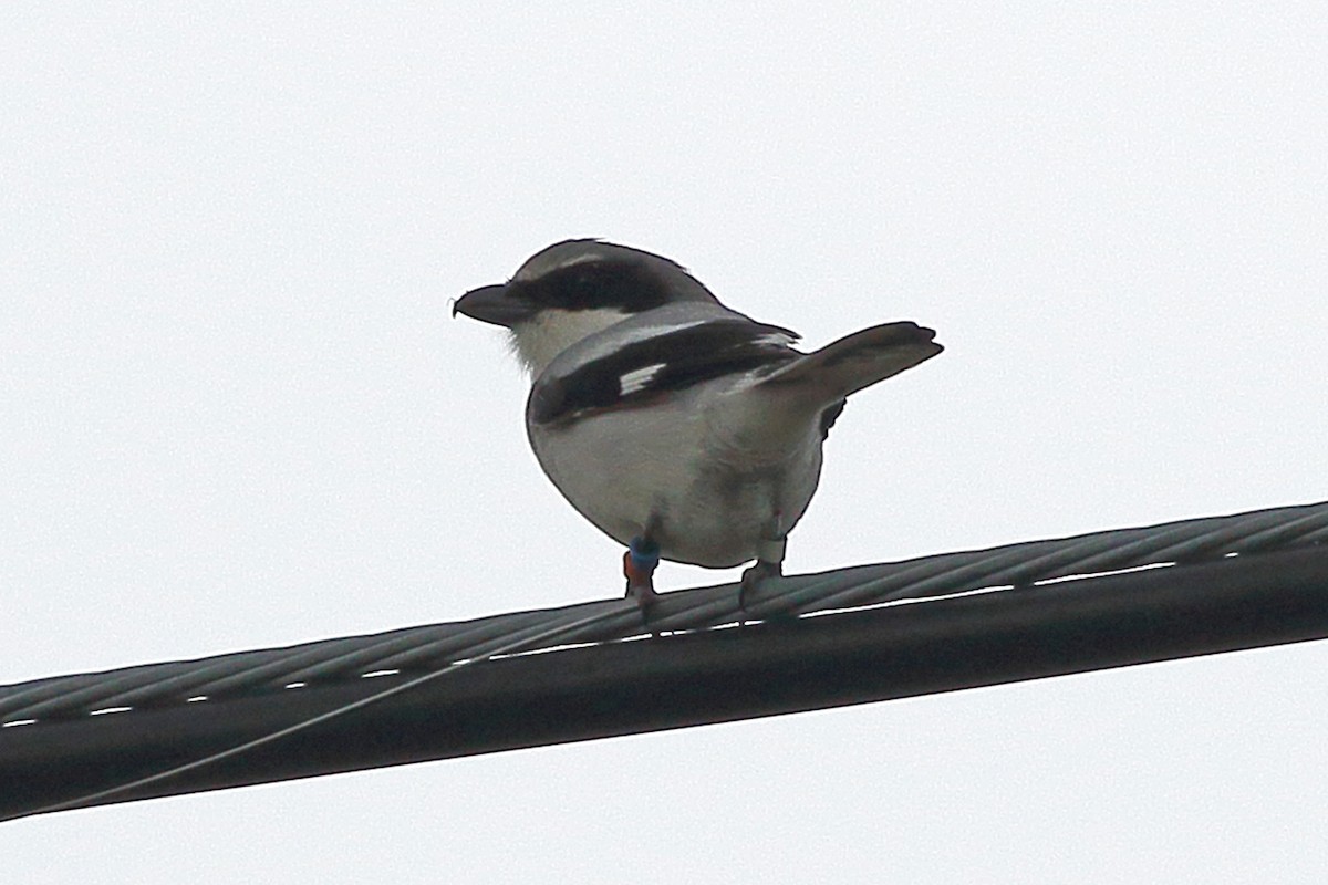 Loggerhead Shrike - ML616829226