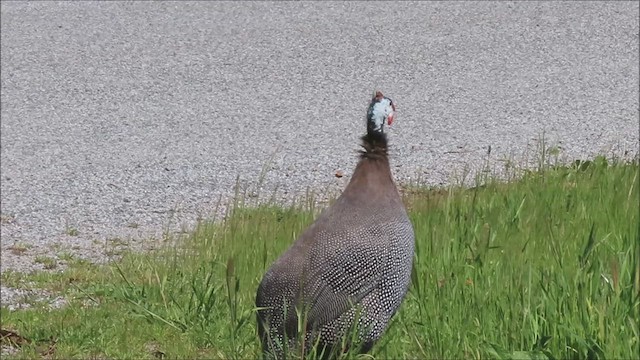 Helmeted Guineafowl - ML616829253