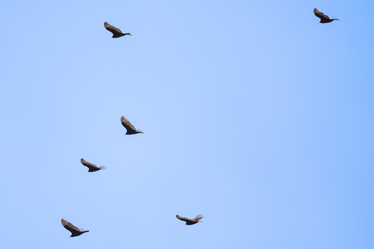 Turkey Vulture - ML616829265