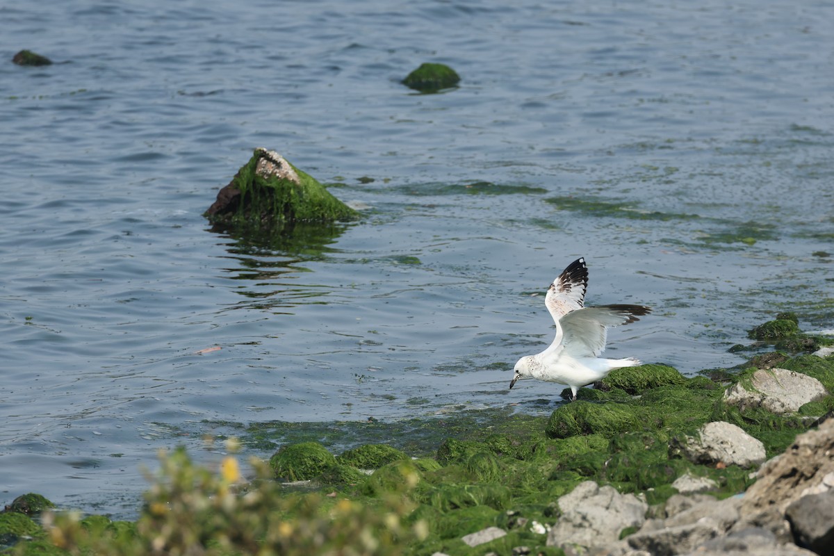 Relict Gull - ML616829292