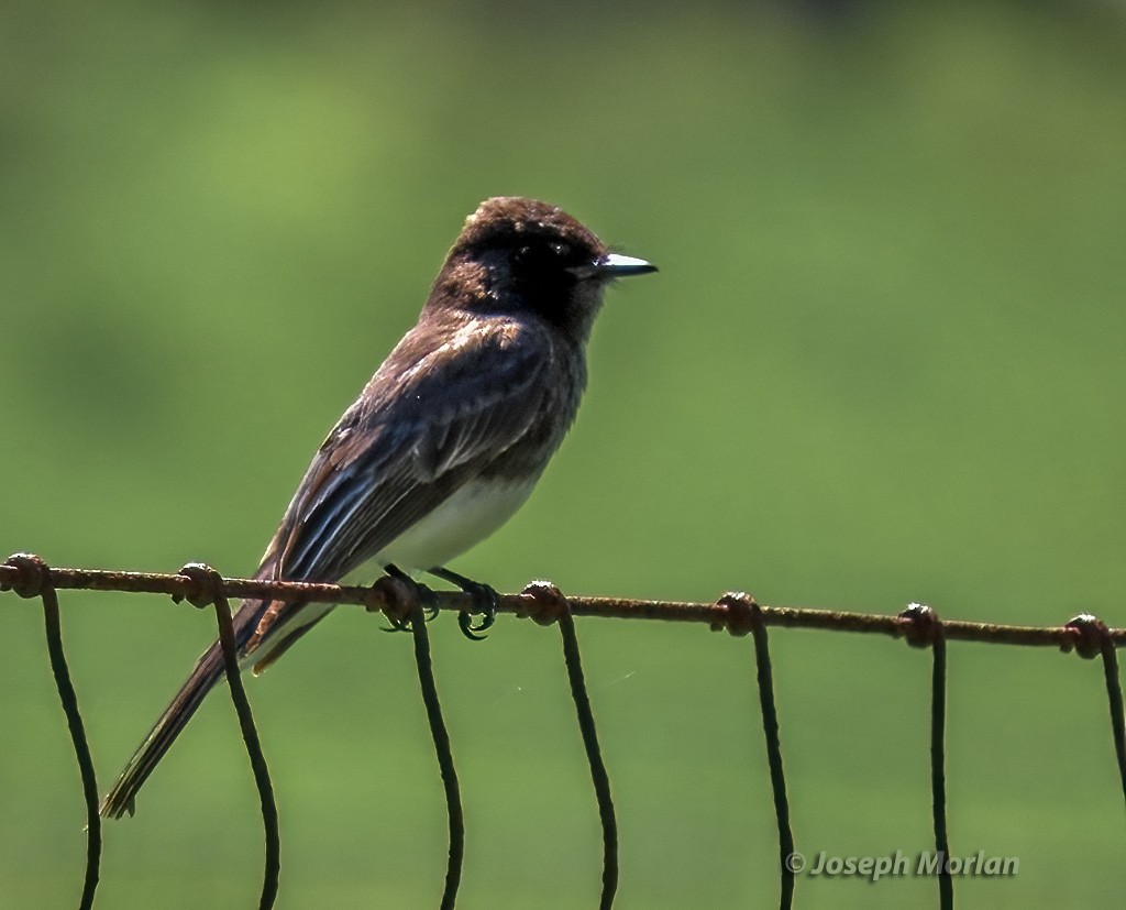 Black Phoebe - Joseph Morlan