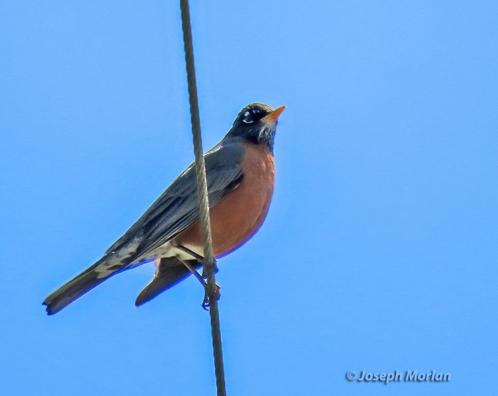 American Robin - Joseph Morlan