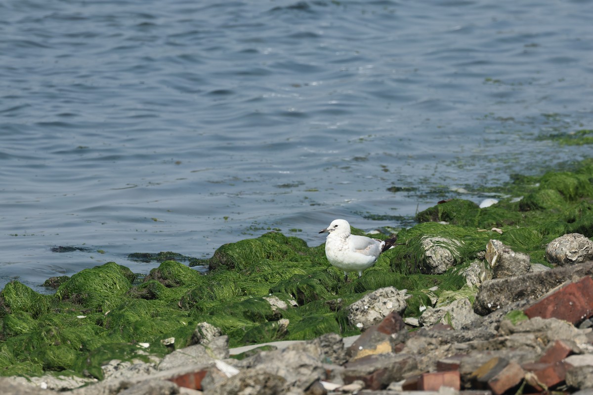 Relict Gull - ML616829340