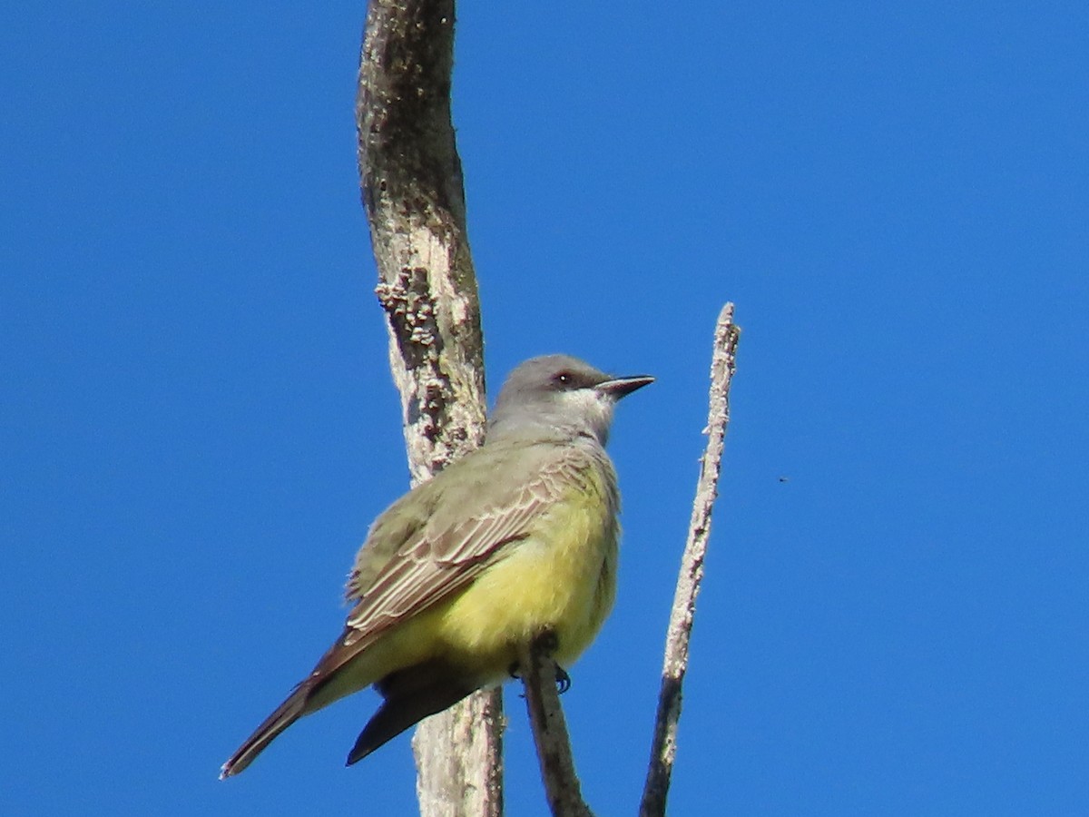 Cassin's Kingbird - Brent Thomas