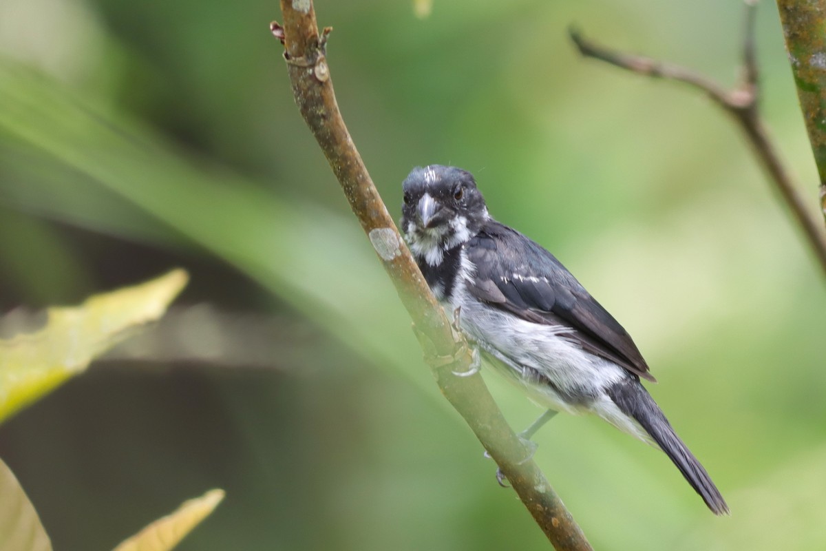 Black-and-white Seedeater - Margaret Viens