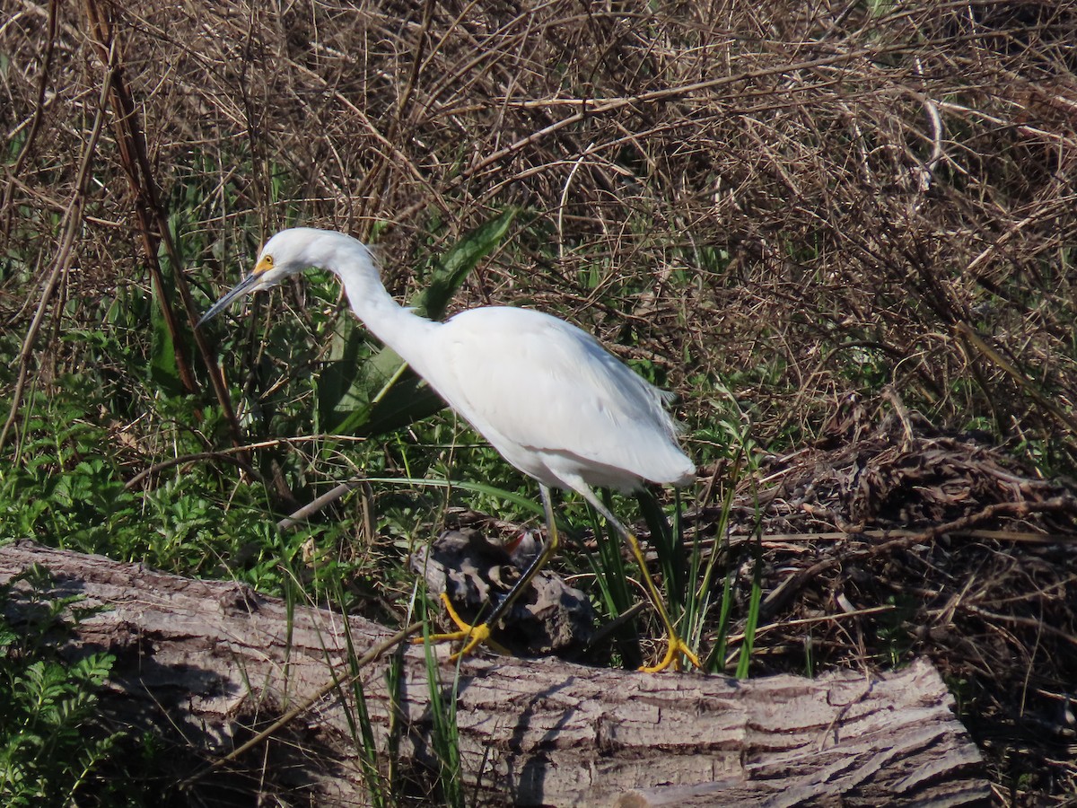 Snowy Egret - ML616829443