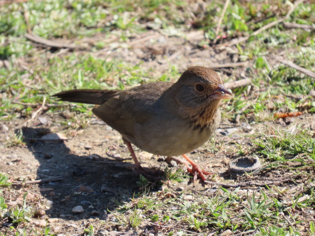 California Towhee - ML616829465