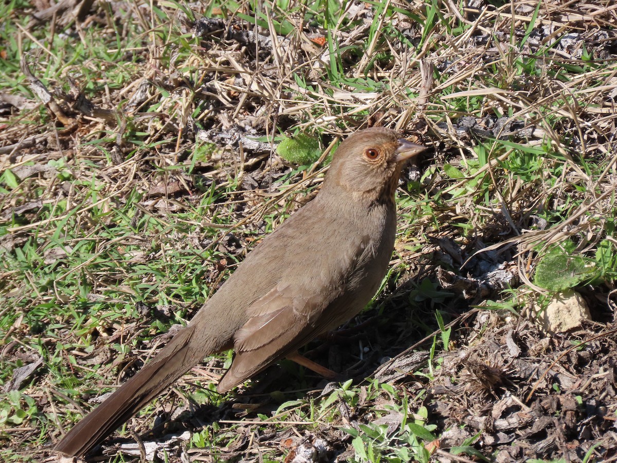 California Towhee - ML616829467