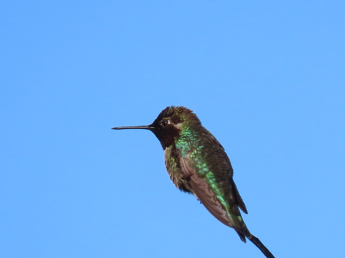 Anna's Hummingbird - ML616829495