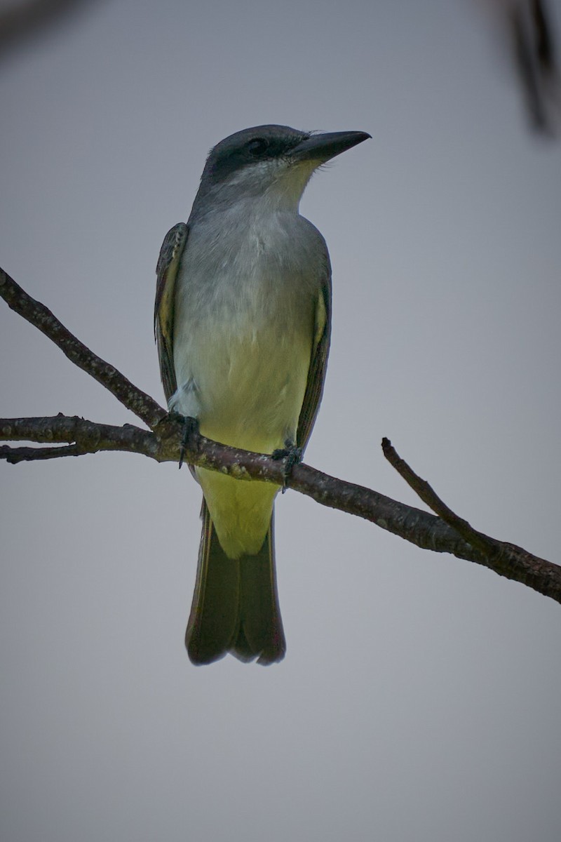 Gray Kingbird - ML616829501