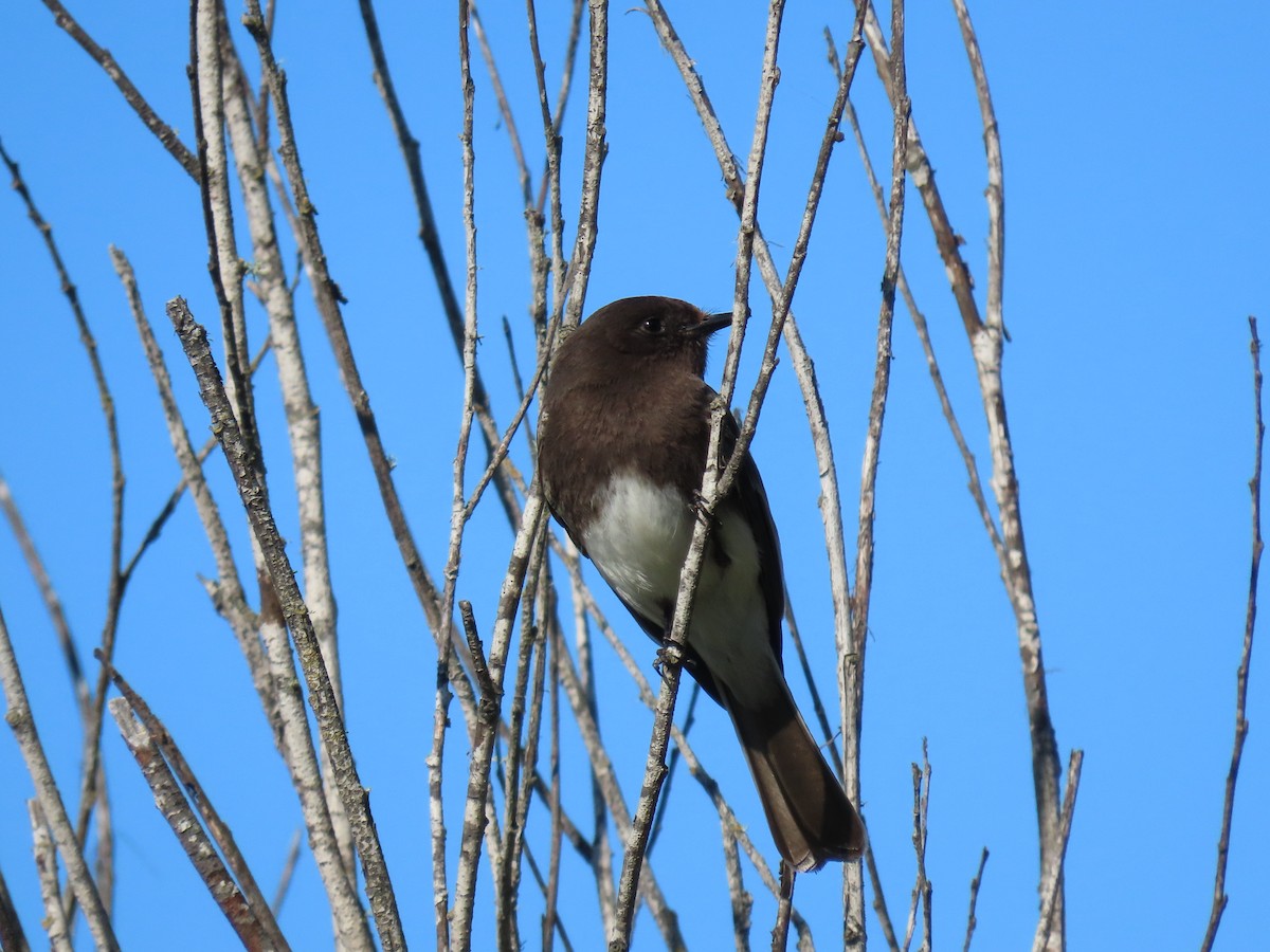 Black Phoebe - ML616829514