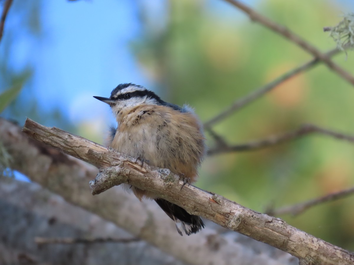 Red-breasted Nuthatch - ML616829537