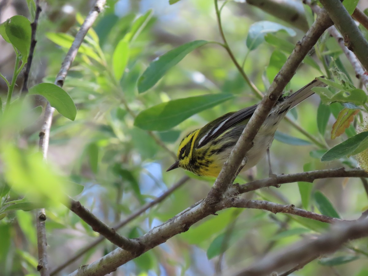 Townsend's Warbler - ML616829545