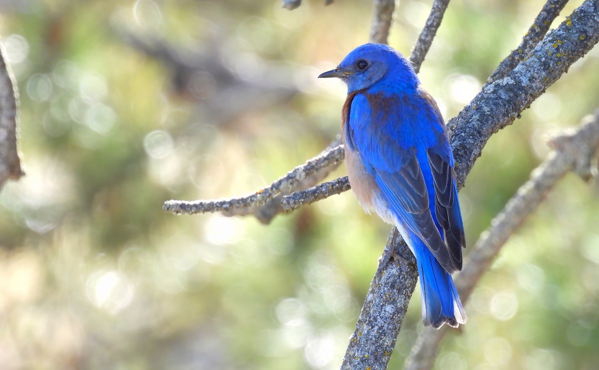 Western Bluebird - ML616829549