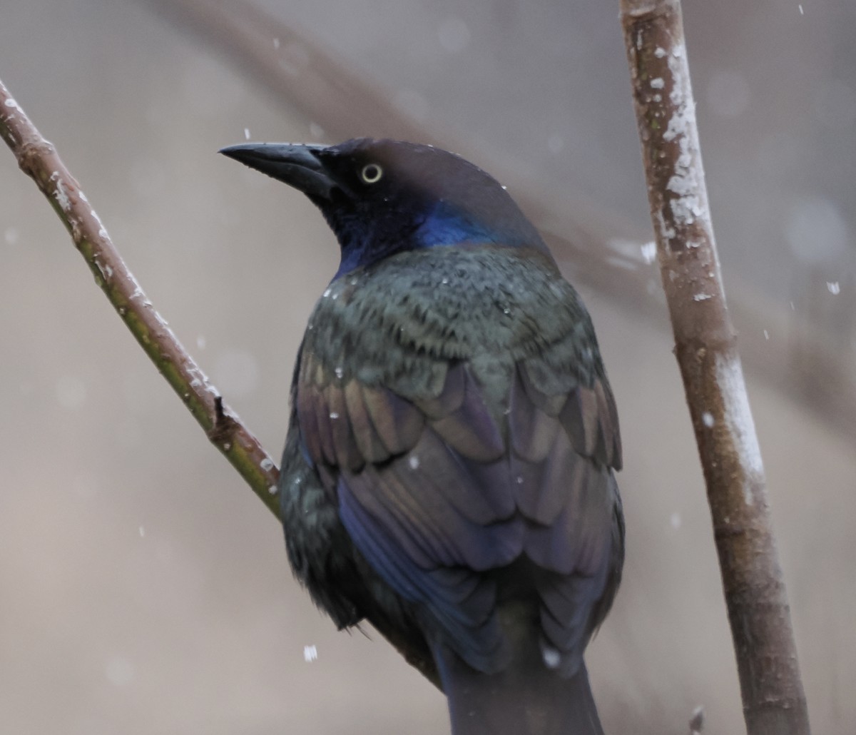 Common Grackle - ML616829557